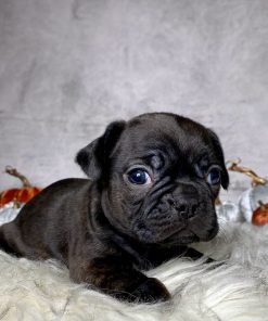 Miss Mabel